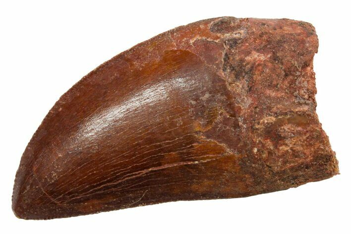Serrated, Carcharodontosaurus Tooth - Real Dinosaur Tooth #351634